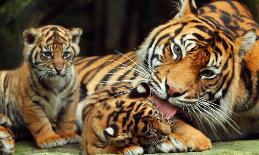 Тигровый Зоопарк в Сираче