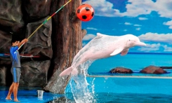 Read more Dolphin show 9.00; 11.00; 13.00; 15.00