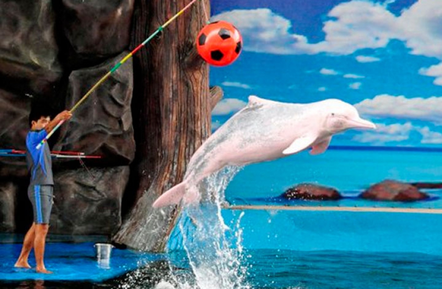 Show+Swimming dolphins 9.00; 11.00; 13.00; 15.00
