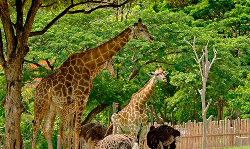 Зоопарк Кхао Кхео - 5 часов в зоопарке!