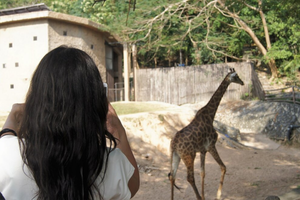 Зоопарк Кхао Кхео закрылся на санитарную обработку до 1 апреля 2020 года