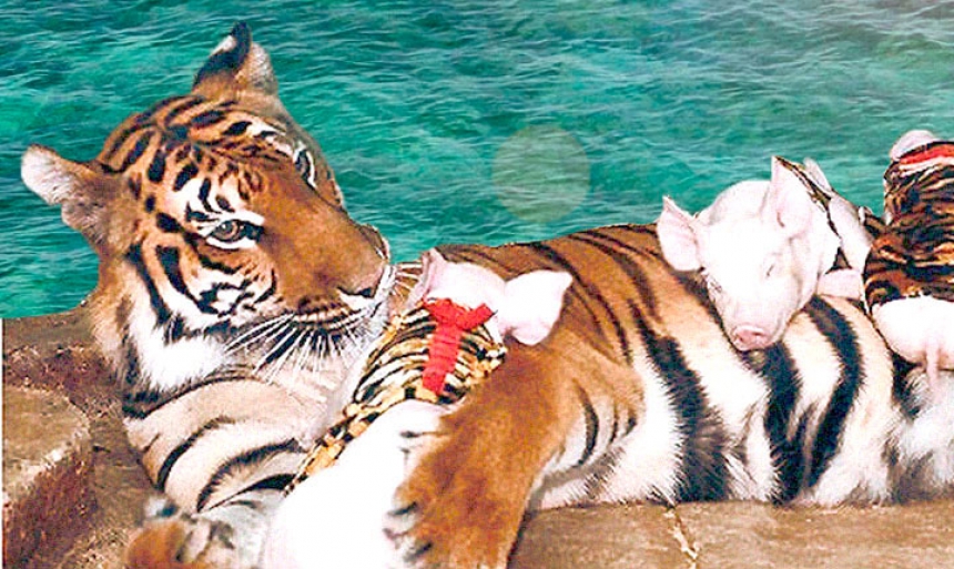 Экскурсия  Тигровый Зоопарк в Сираче