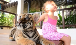 Подробнее Нонг Нуч и Тигровый парк