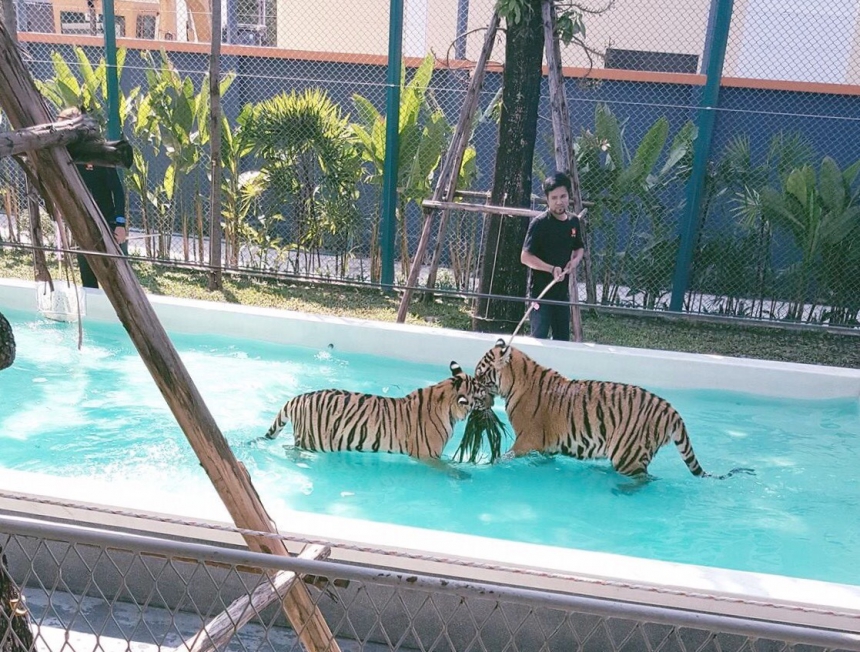 Экскурсия  Нонг Нуч и Тигровый парк